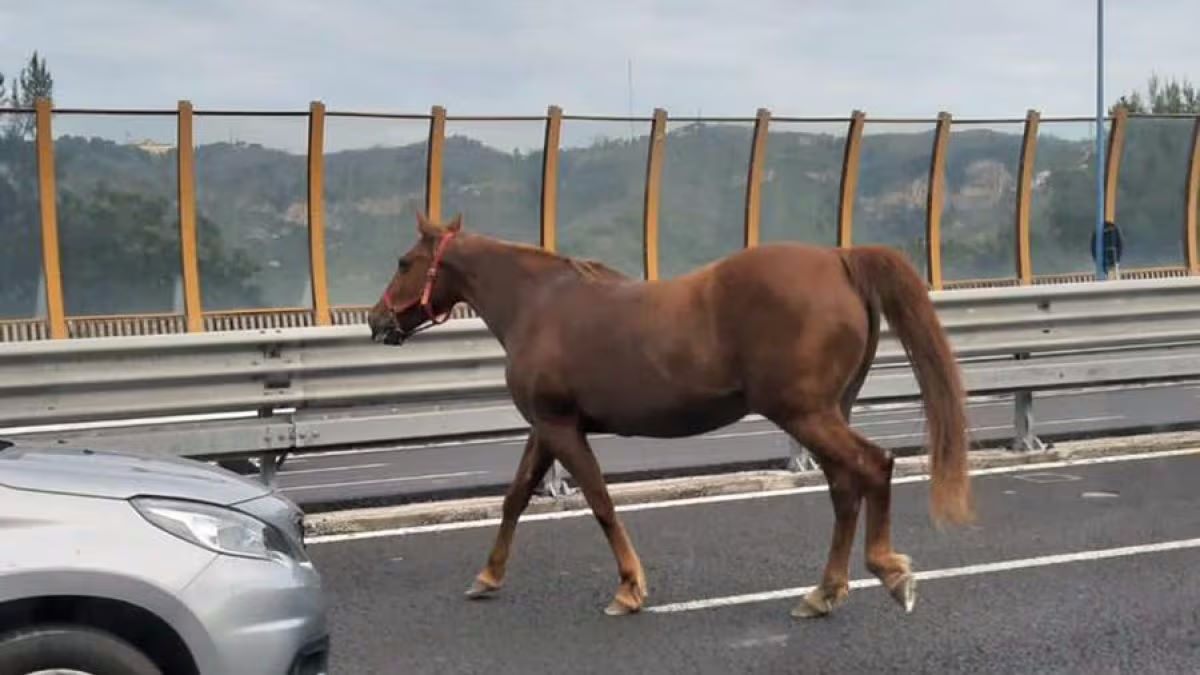 Cavallo in tangenziale: l’animale vagava libero nel traffico [VIDEO]